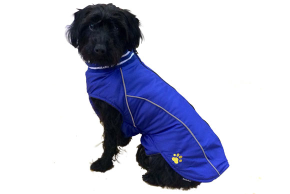 Contact Rock Dog, Dog Clothing, London UK